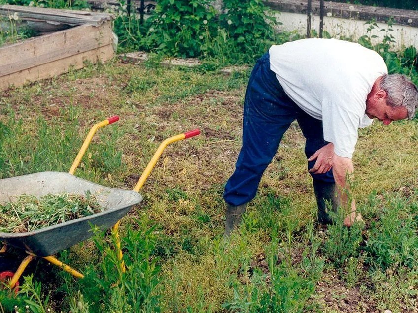 Mann mittleren alters gebückt beim "Unkraut"-Zupfen im Garten - neben ihm steht eine Schubkarre die schon halb befüllt ist