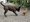 Ein großer, getigerter Hund beugt sich spielerisch vor einem kleinen, hellbraunen Hund auf einem gepflasterten Weg. Der große Hund hat den Schwanz hoch erhoben und scheint den kleineren Hund zu begrüßen.